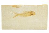Detailed Fossil Fish (Knightia) - Wyoming #318680-1